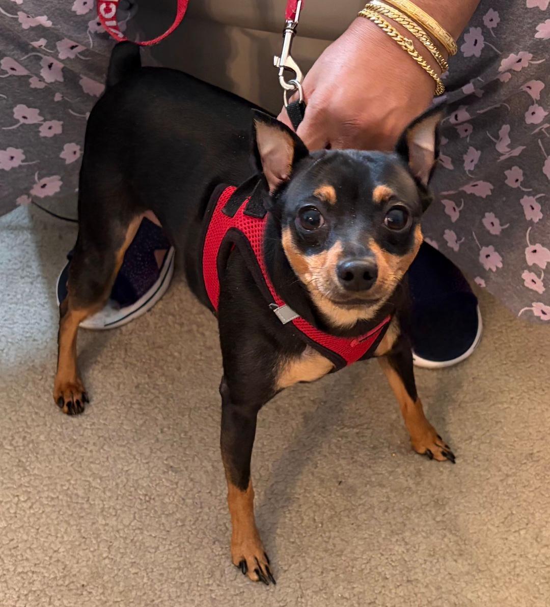 Enlarge Prince, a ADOPTABLE Miniature Pinscher in Englishtown, NJ image 2/2