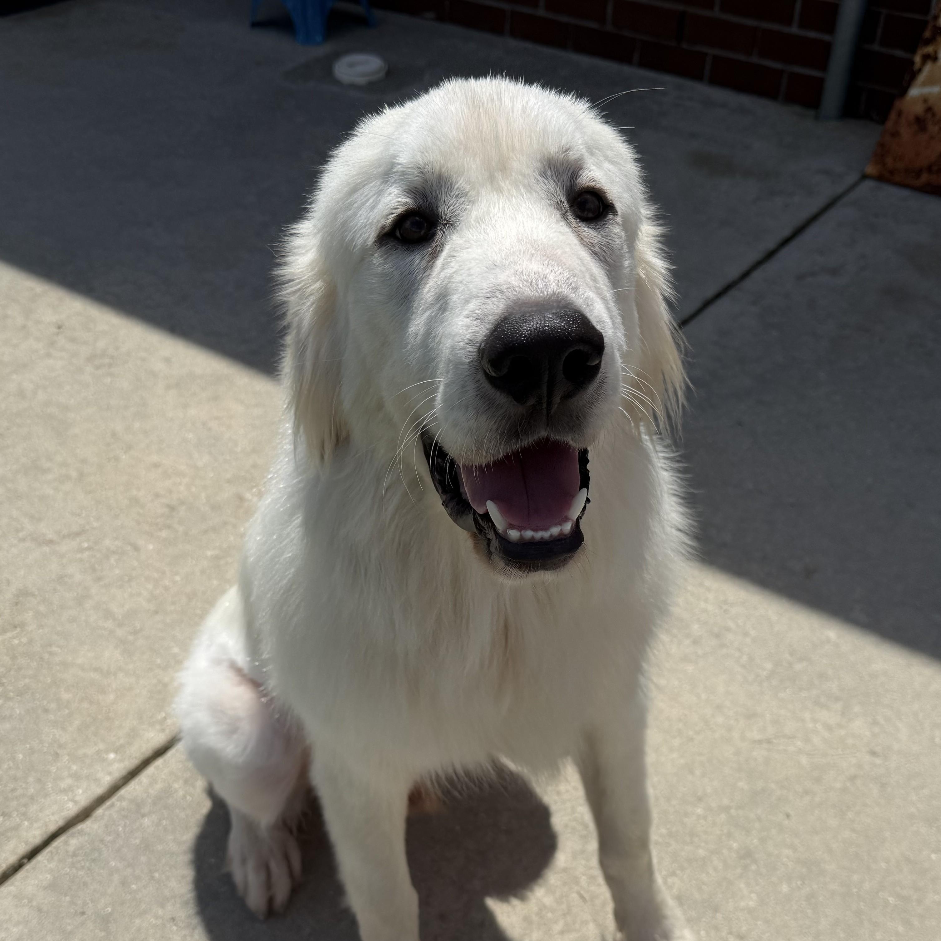 Enlarge Bo, a ADOPTABLE Great Pyrenees in New Canaan, CT image 2/4