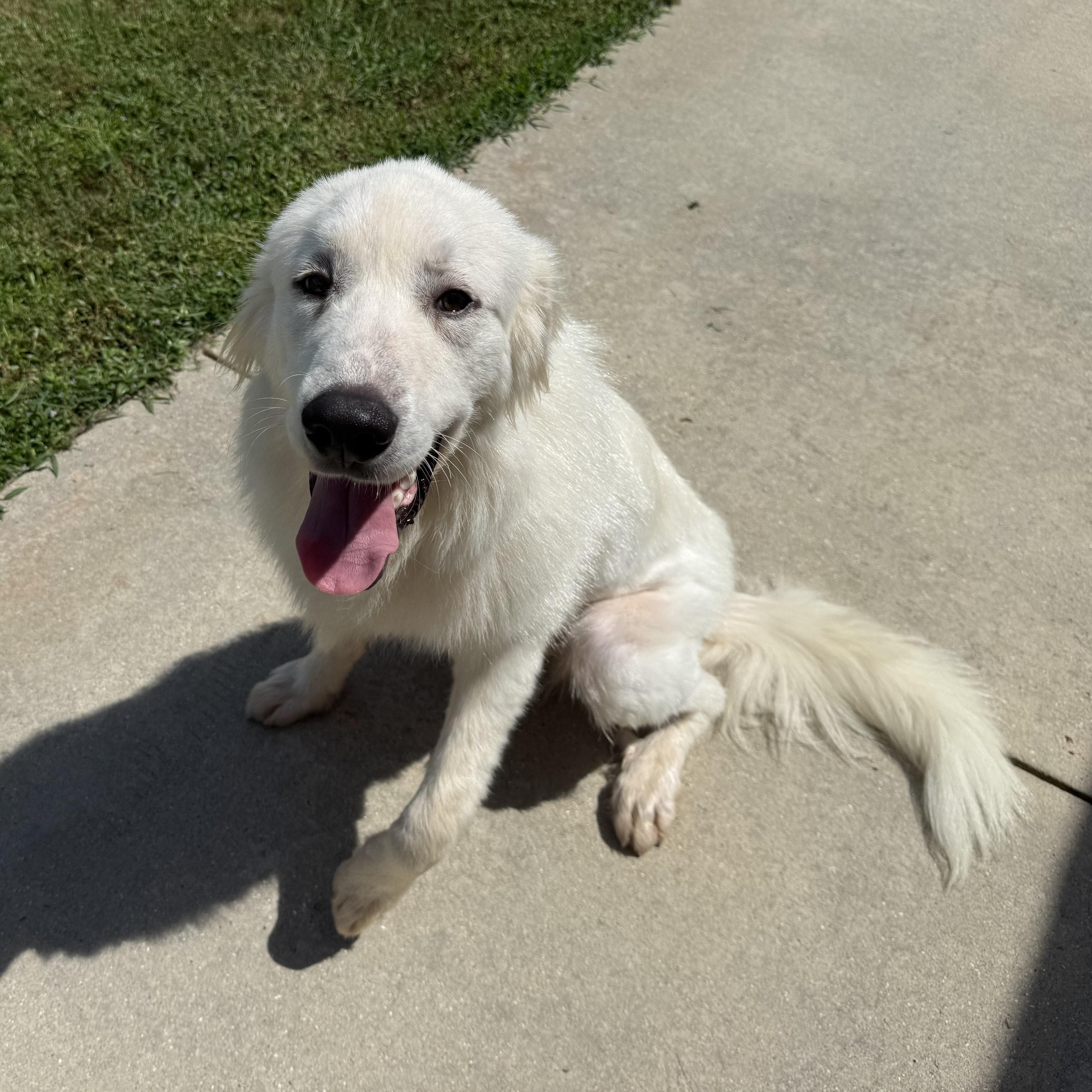 Enlarge Bo, a ADOPTABLE Great Pyrenees in New Canaan, CT image 3/4