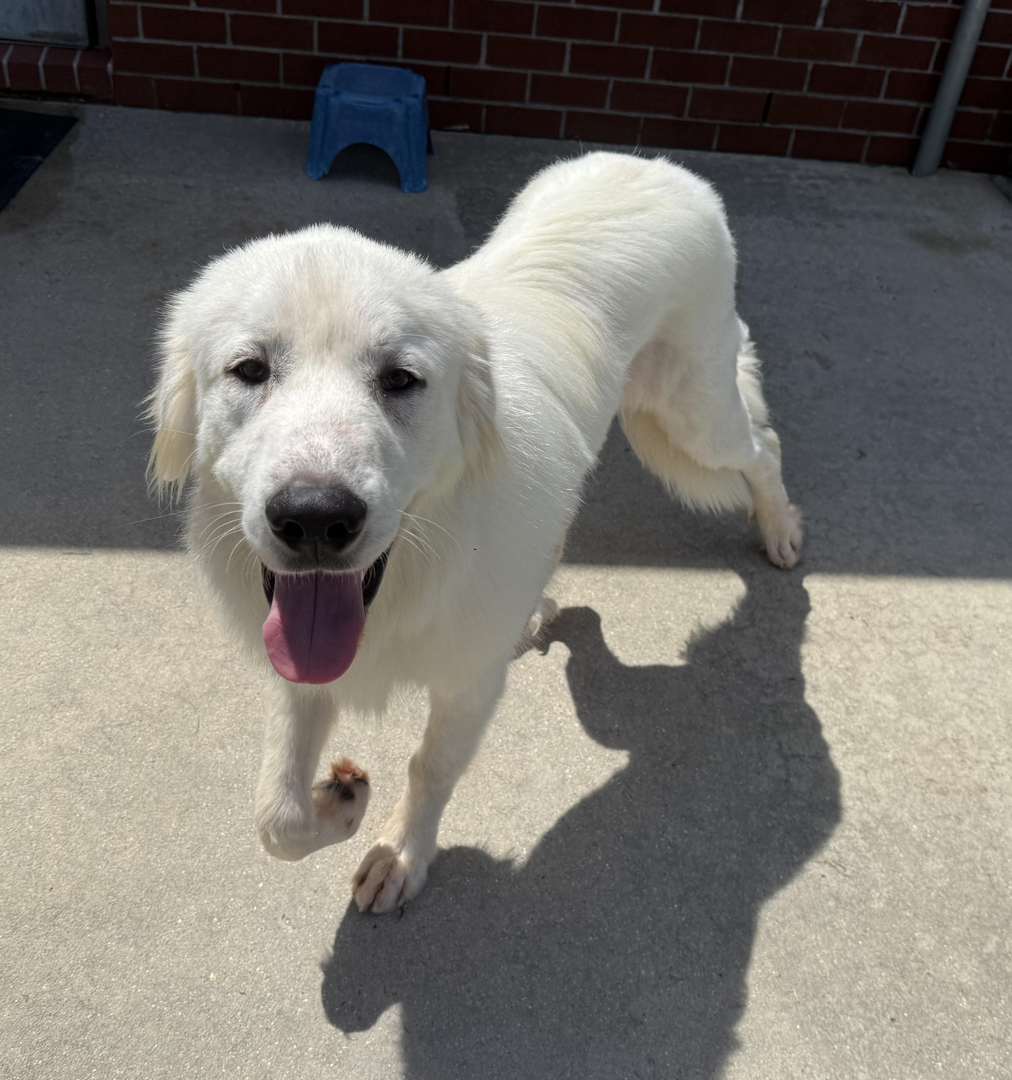 Bo, ADOPTABLE, Young Male Great Pyrenees.