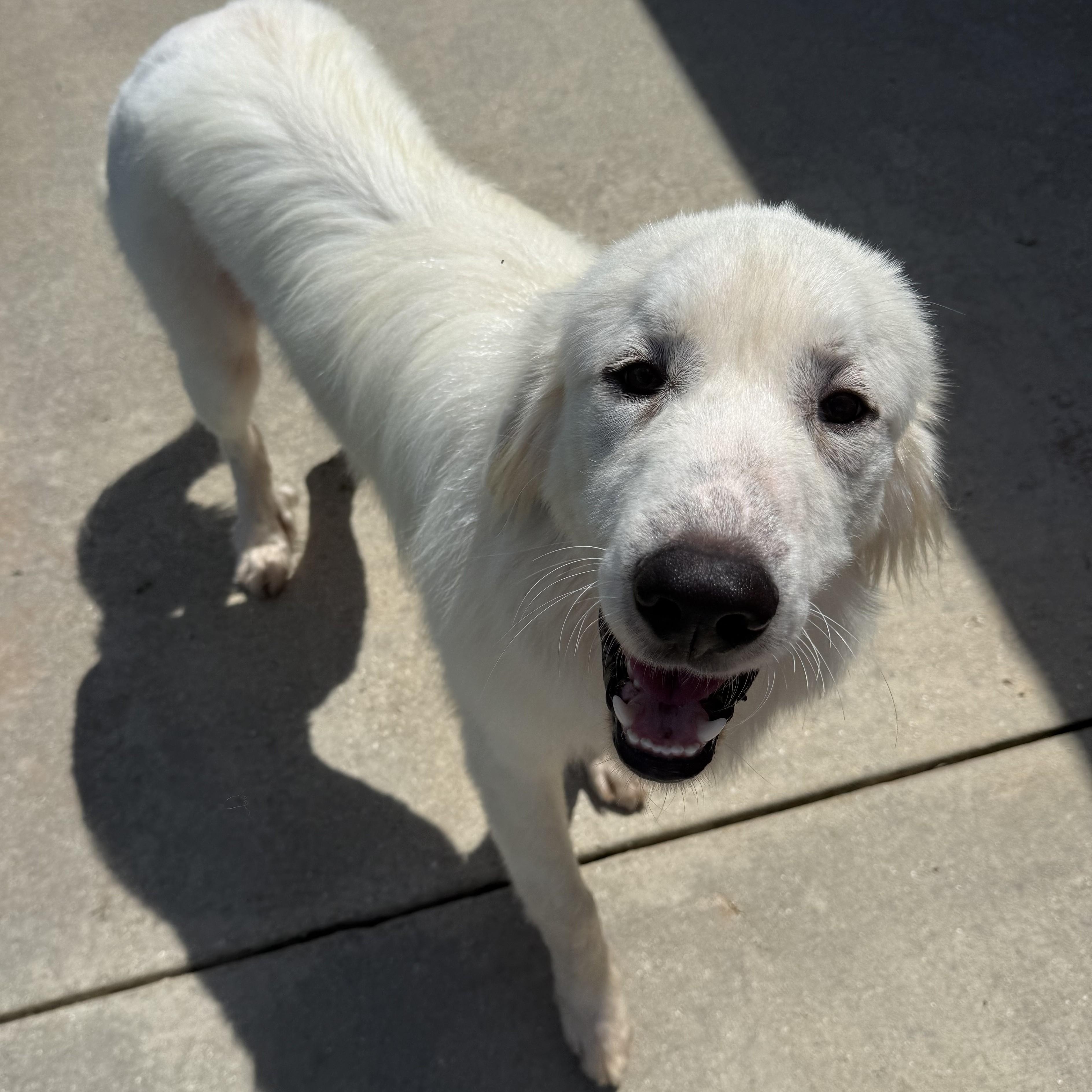 Enlarge Bo, a ADOPTABLE Great Pyrenees in New Canaan, CT image 4/4