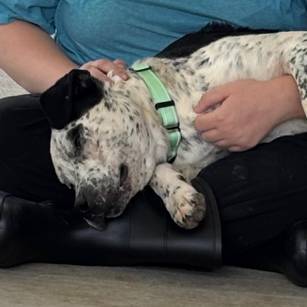 Enlarge Poe, a Adoptable mixed breed in Galax, VA image 1/6