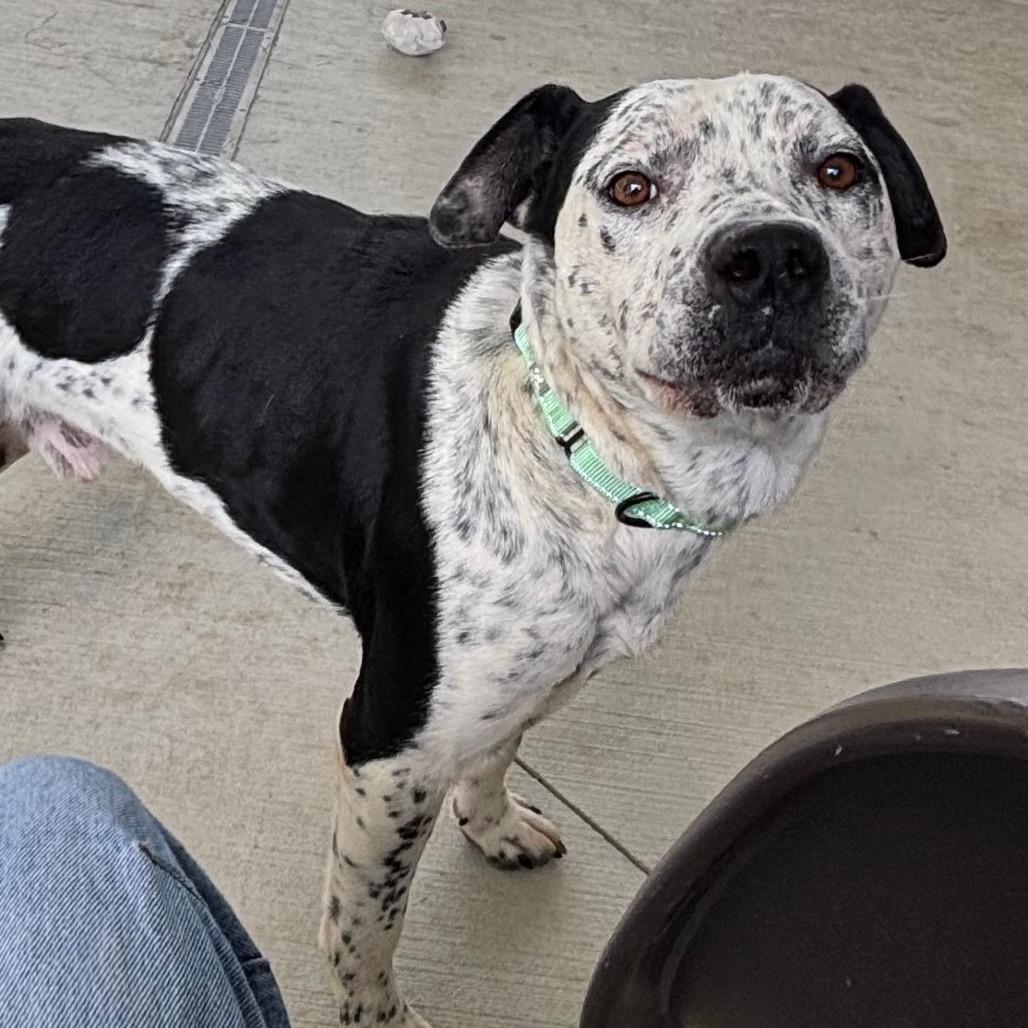 Enlarge Poe, a Adoptable mixed breed in Galax, VA image 2/6
