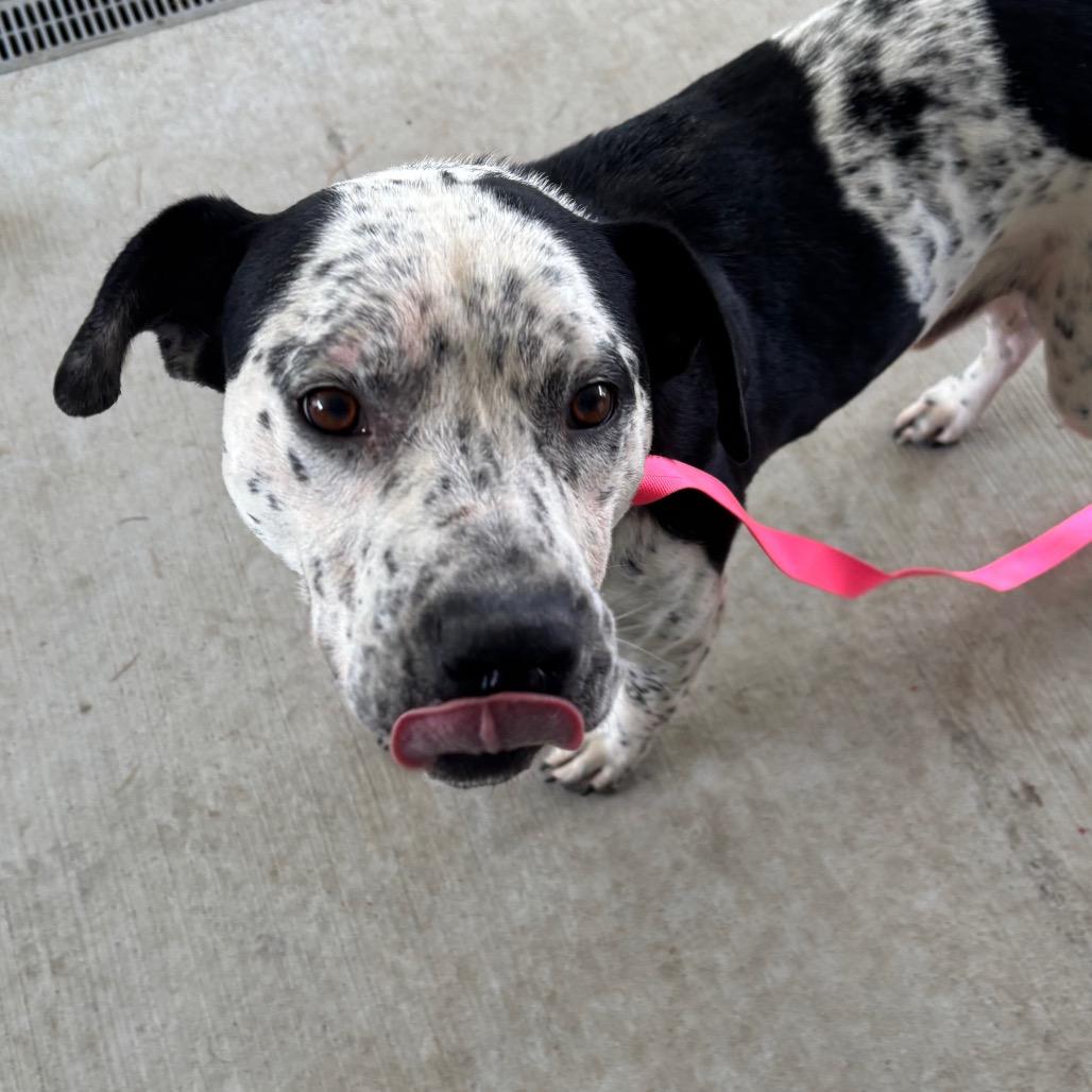 Enlarge Poe, a Adoptable mixed breed in Galax, VA image 3/6