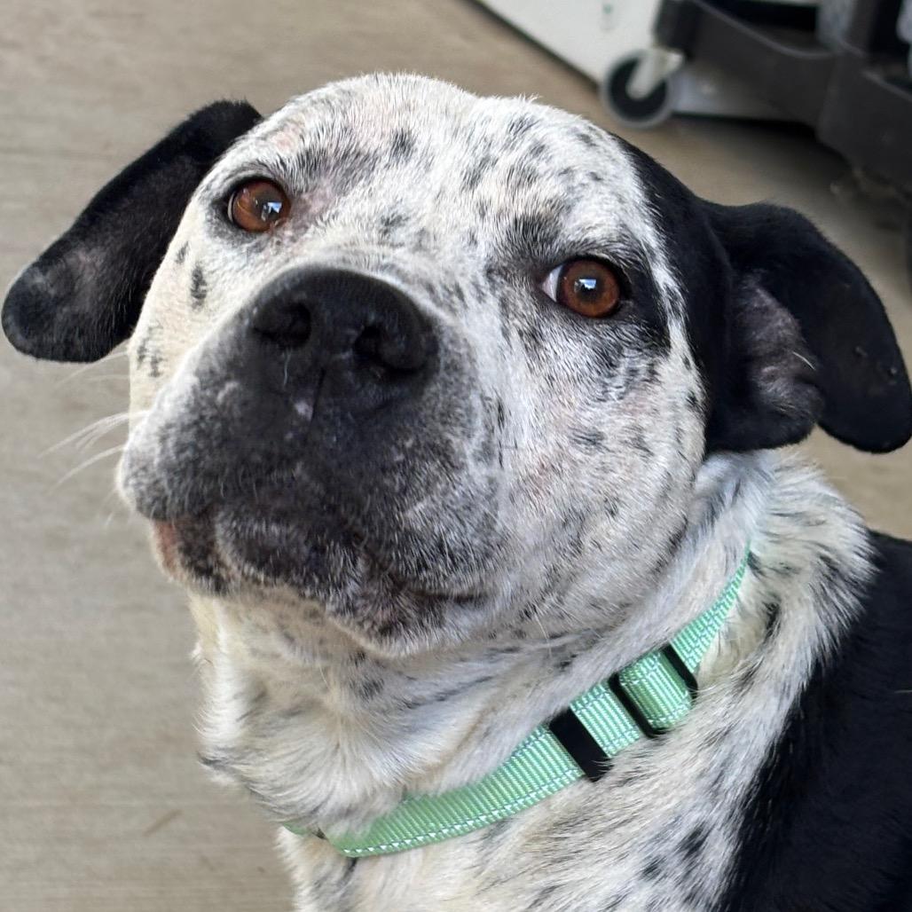 Enlarge Poe, a Adoptable mixed breed in Galax, VA image 4/6