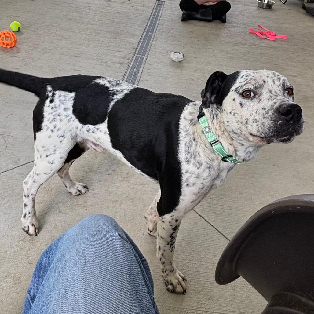 Enlarge Poe, a Adoptable mixed breed in Galax, VA image 5/6