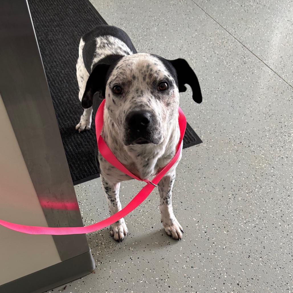 Enlarge Poe, a Adoptable mixed breed in Galax, VA image 6/6
