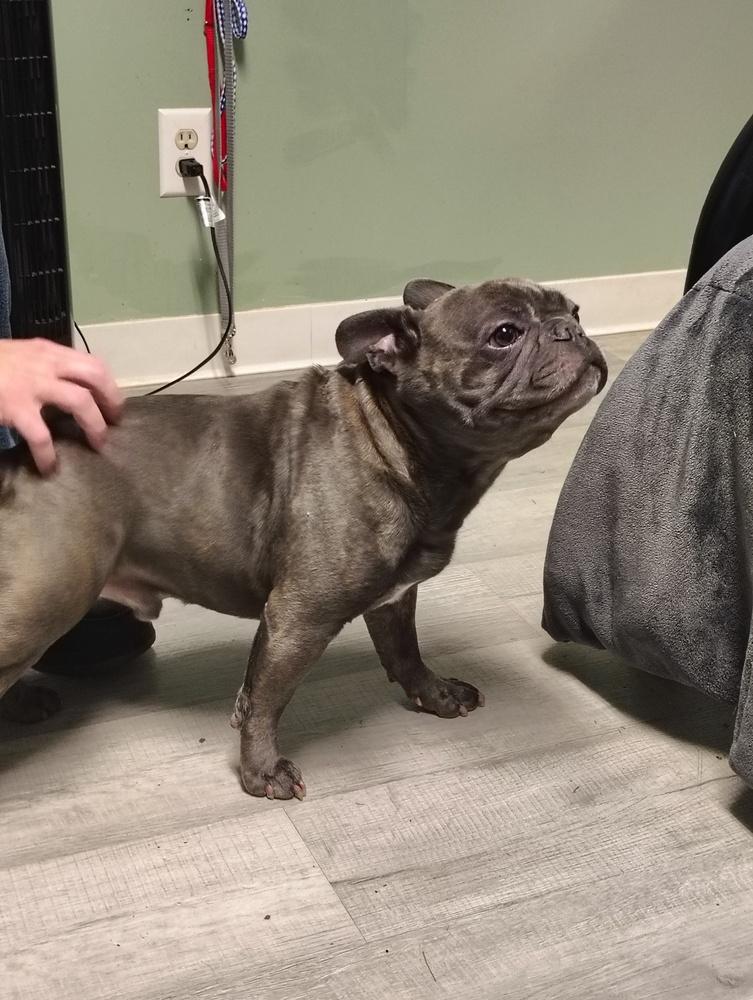 Enlarge Pua`a (formerly Nugget), a Adoptable French Bulldog in Muskegon, MI image 1/6