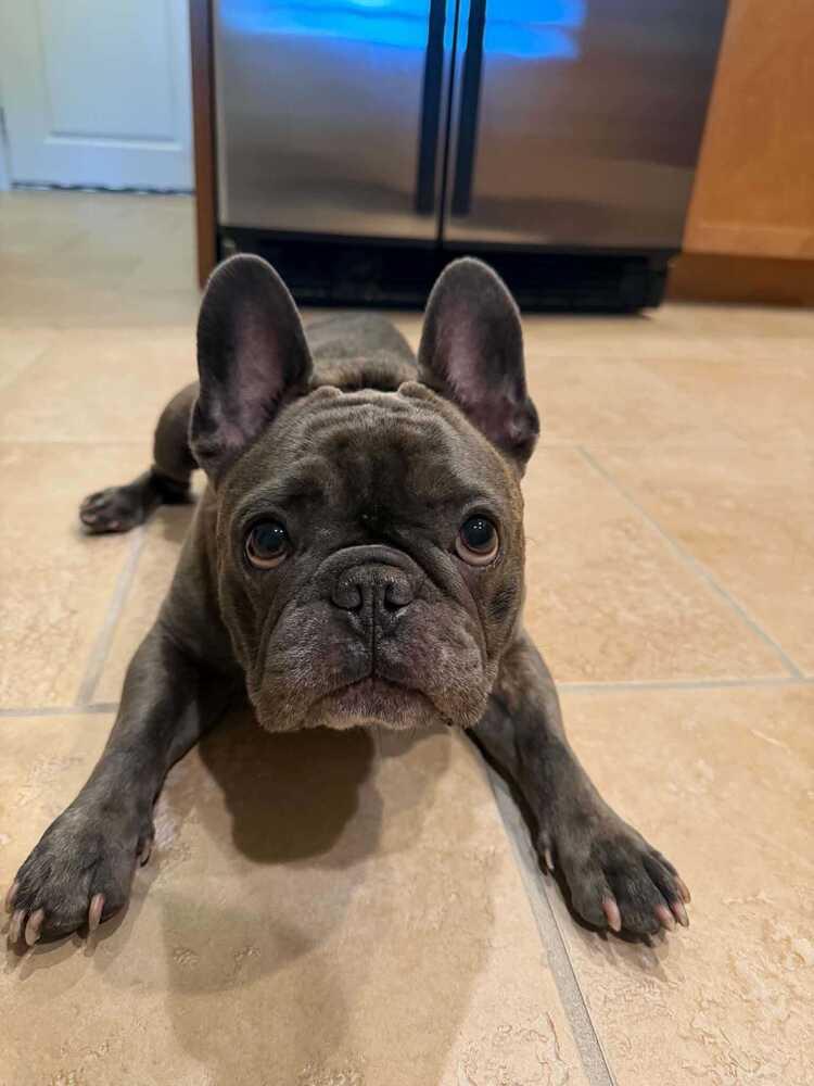 Enlarge Pua`a (formerly Nugget), a Adoptable French Bulldog in Muskegon, MI image 2/6