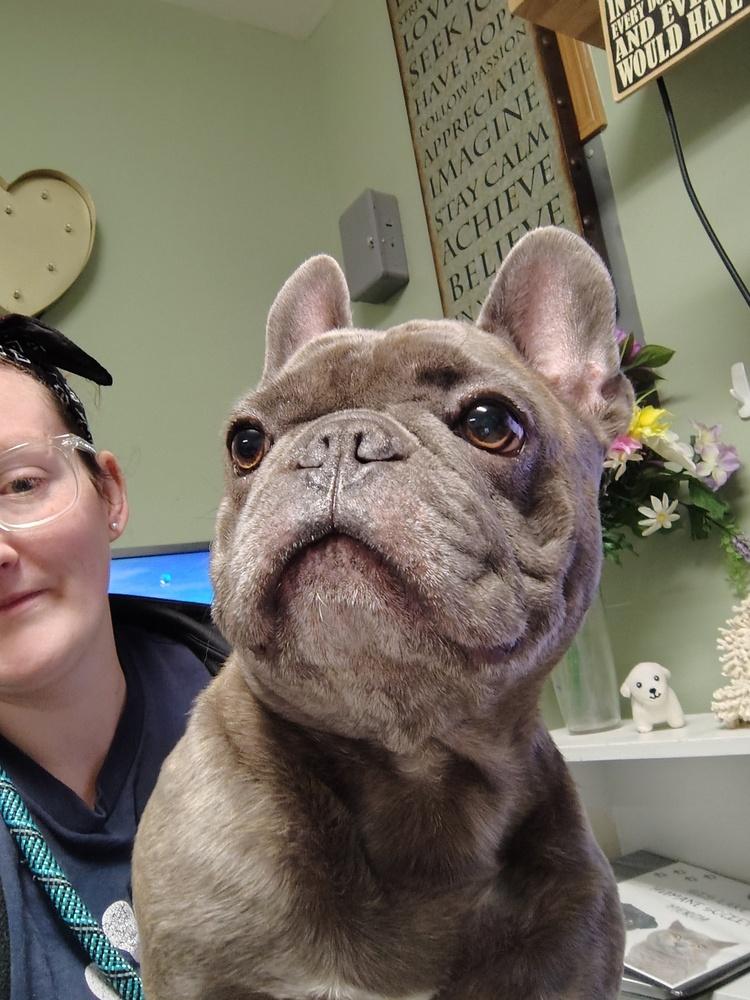 Enlarge Pua`a (formerly Nugget), a Adoptable French Bulldog in Muskegon, MI image 3/6