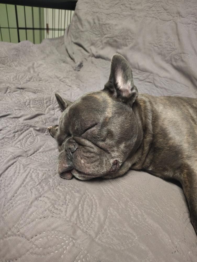 Enlarge Pua`a (formerly Nugget), a Adoptable French Bulldog in Muskegon, MI image 4/6