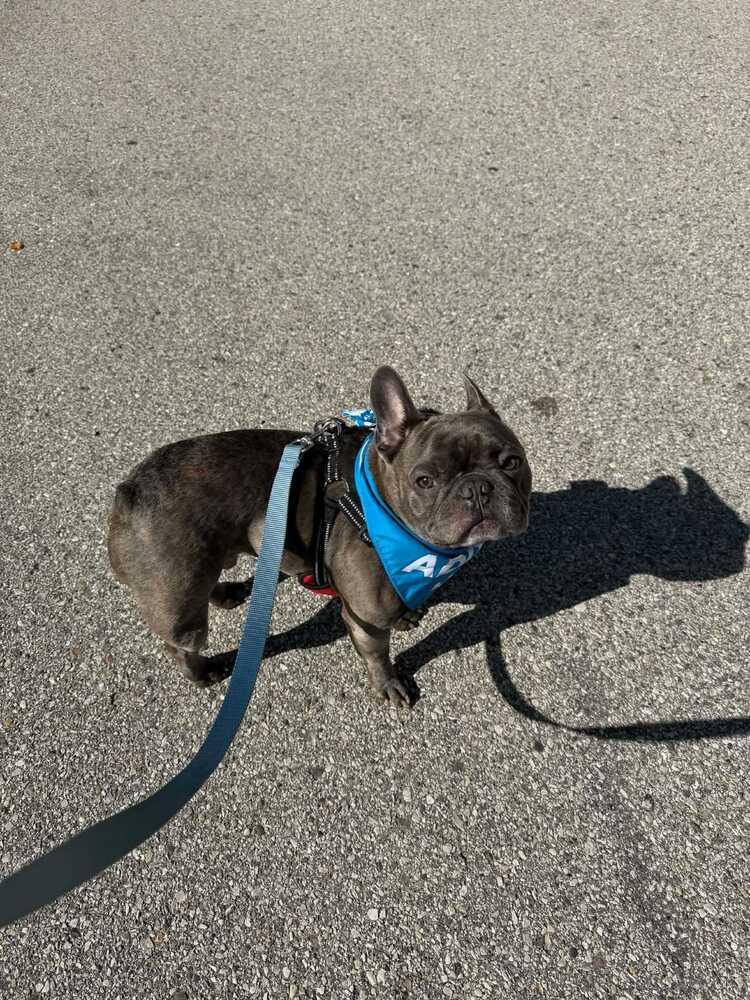 Enlarge Pua`a (formerly Nugget), a Adoptable French Bulldog in Muskegon, MI image 5/6