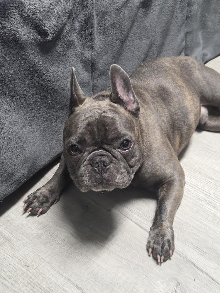 Enlarge Pua`a (formerly Nugget), a Adoptable French Bulldog in Muskegon, MI image 6/6