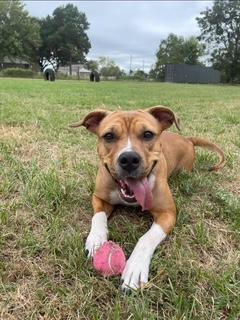 Frannie, Adult Female American Staffordshire Terrier