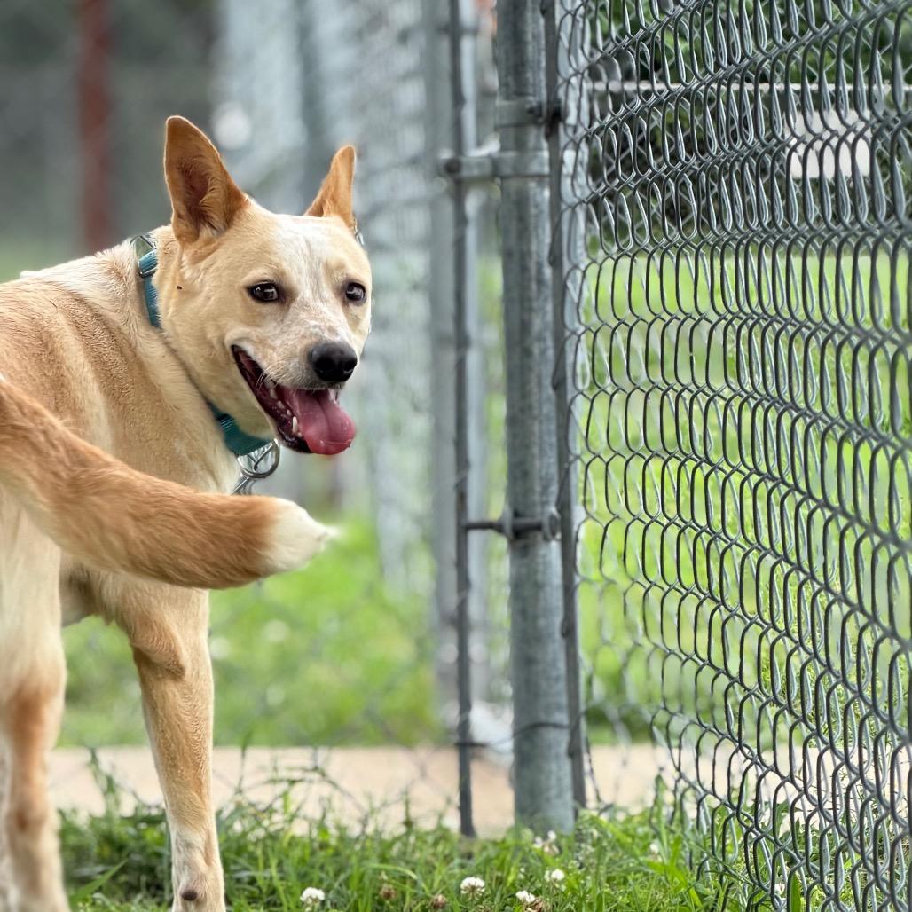 Sparkles, Adoptable, Young Female Mixed Breed.