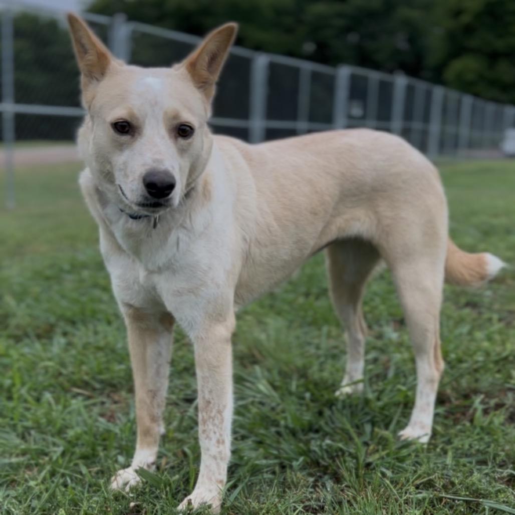 Sparkles, a Adoptable Mixed Breed in Tulsa, OK image 2/6