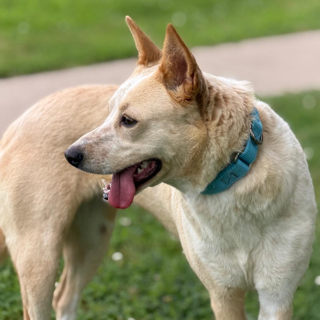 Sparkles, a Adoptable Mixed Breed in Tulsa, OK image 3/6