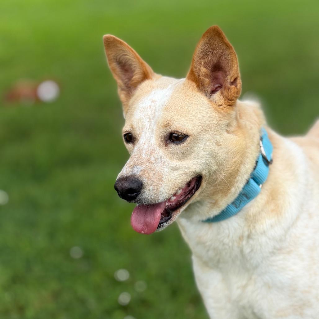 Sparkles, a Adoptable Mixed Breed in Tulsa, OK image 4/6