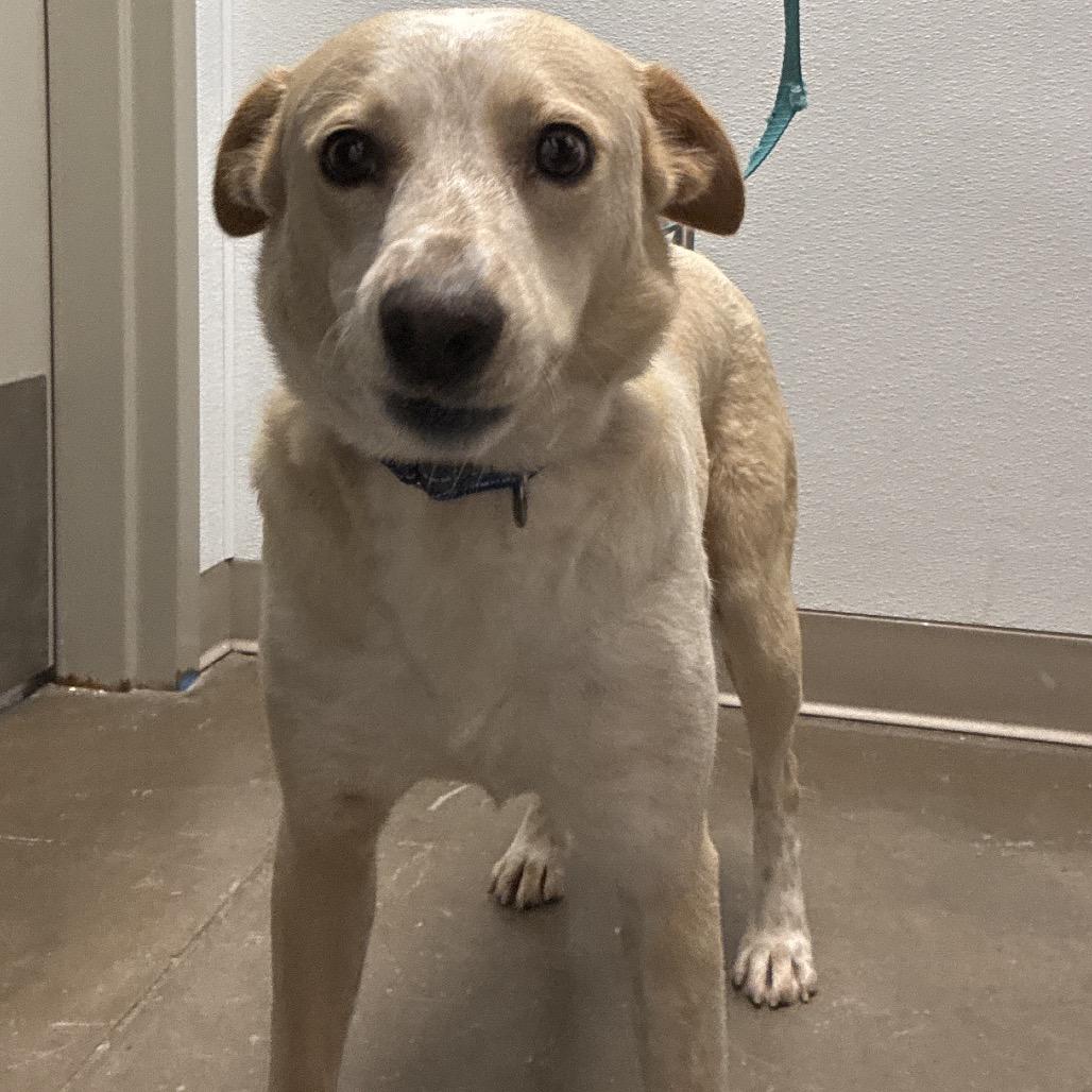 Sparkles, a Adoptable Mixed Breed in Tulsa, OK image 5/6