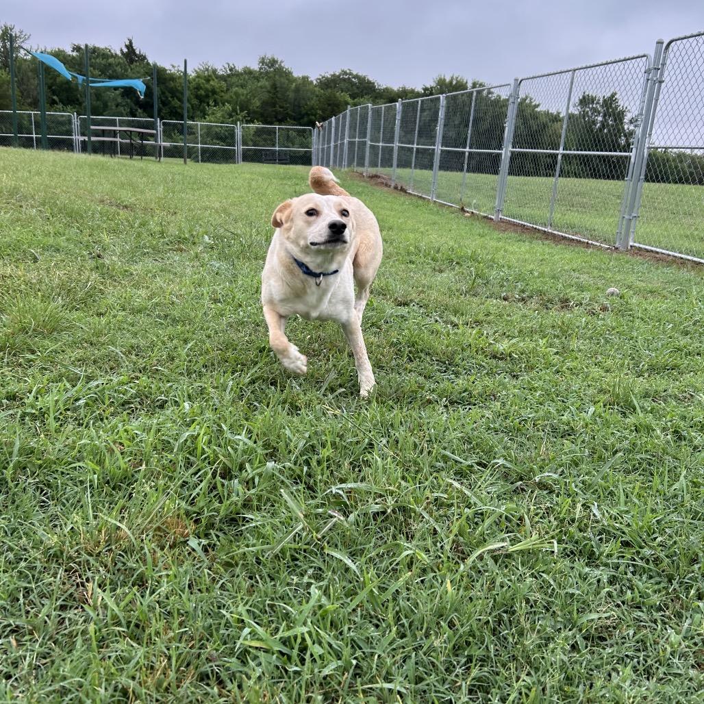 Sparkles, a Adoptable Mixed Breed in Tulsa, OK image 6/6