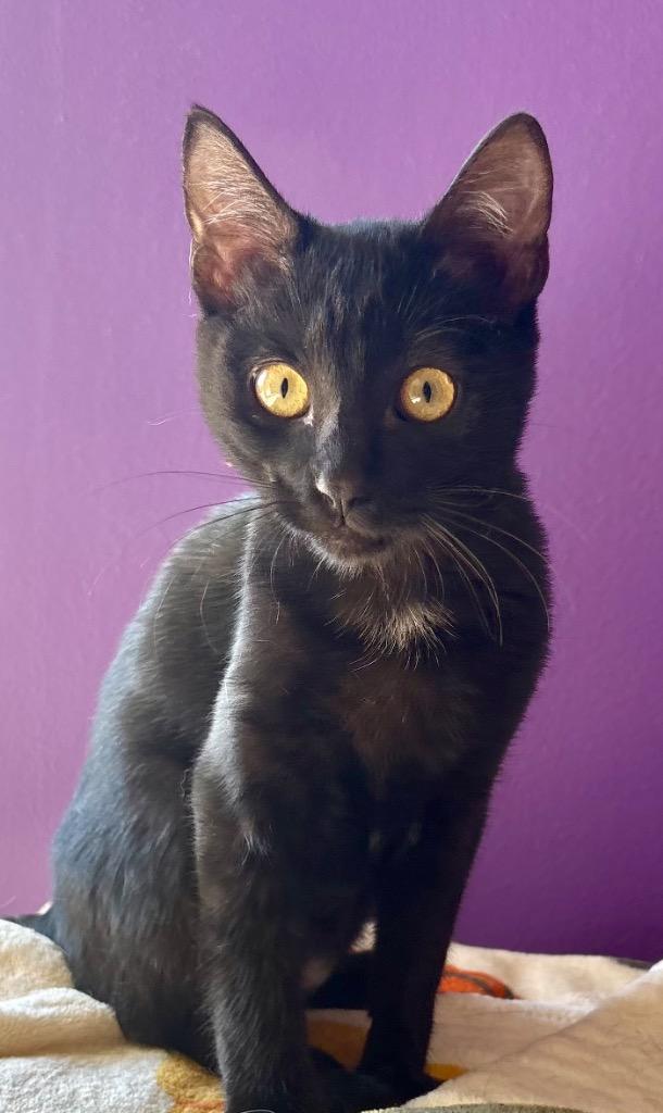 Enlarge Tobie, a Adoptable mixed breed in Claremore, OK image 2/2