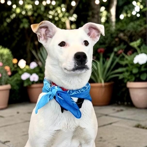 Nevada, adopted, Young Male Shepherd & Cattle Dog.