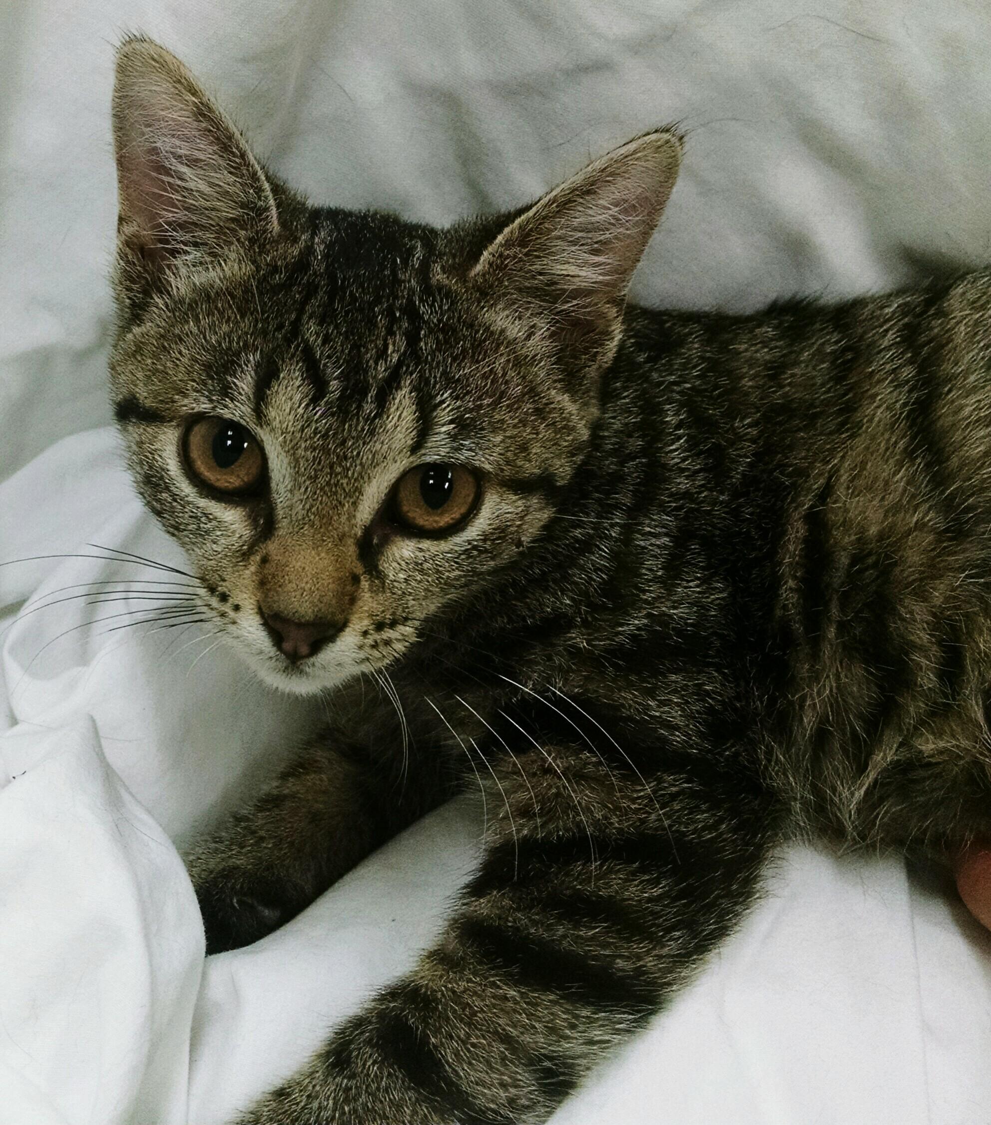 Enlarge Gloria, a Adoptable mixed breed in Monticello, IL image 1/4