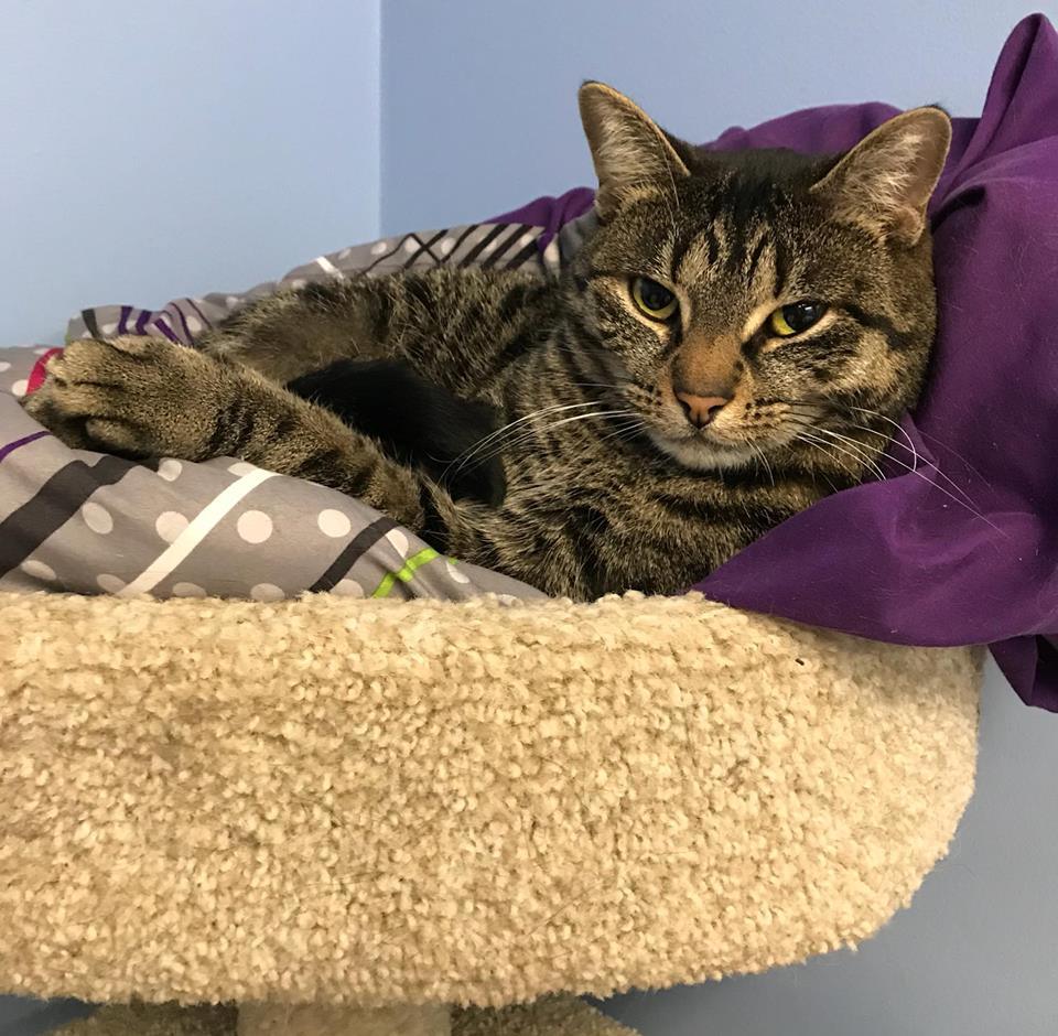 Enlarge Gloria, a Adoptable mixed breed in Monticello, IL image 2/4