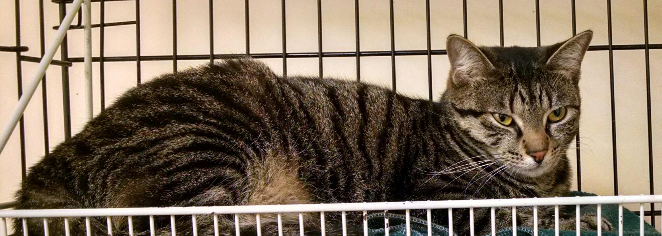 Enlarge Gloria, a Adoptable mixed breed in Monticello, IL image 3/4