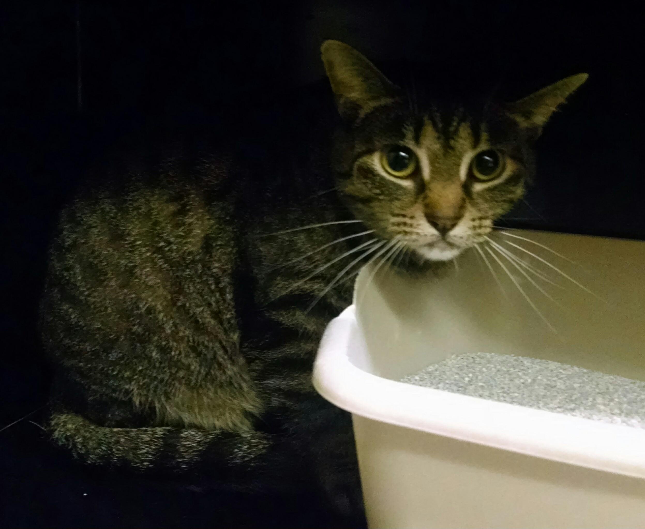 Enlarge Gloria, a Adoptable mixed breed in Monticello, IL image 4/4