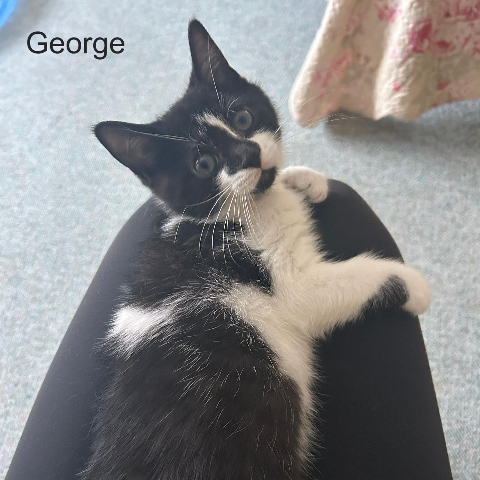 Enlarge George, a ADOPTABLE Domestic Short Hair in Cambridge, ON image 1/1