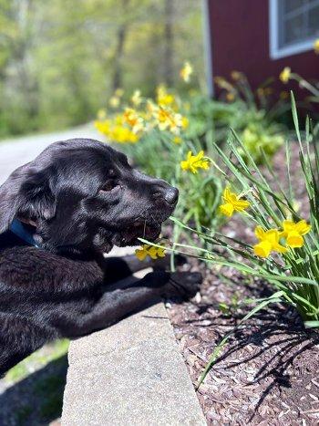 Waylon, a ADOPTABLE Labrador Retriever in Bedford Hills, NY image 6/6