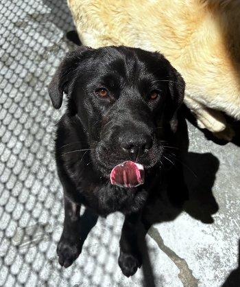 Waylon, a ADOPTABLE Labrador Retriever in Bedford Hills, NY image 5/6