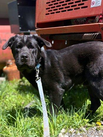 Waylon, ADOPTABLE, Puppy Male Labrador Retriever.