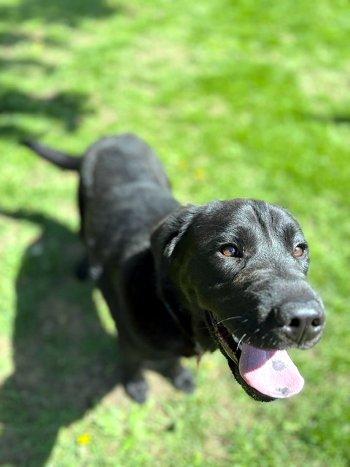 Waylon, a ADOPTABLE Labrador Retriever in Bedford Hills, NY image 3/6