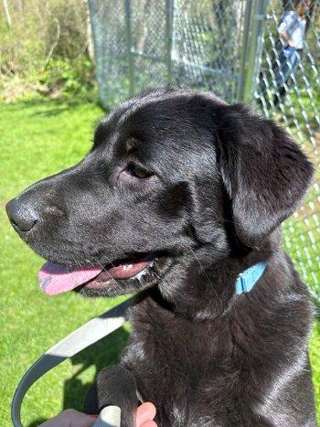 Waylon, a ADOPTABLE Labrador Retriever in Bedford Hills, NY image 4/6