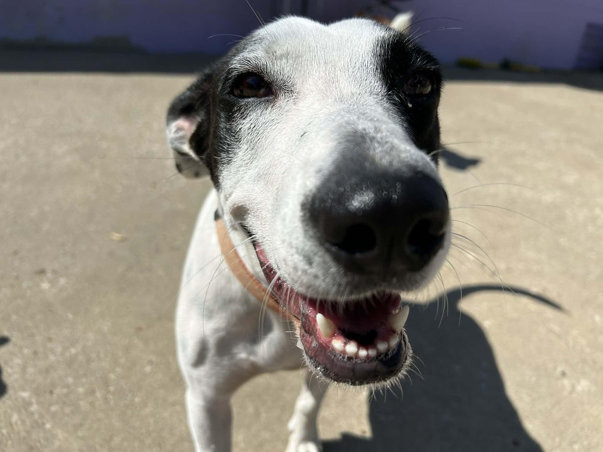 Vangie, a Adoptable mixed breed in Kansas City, MO image 1/6