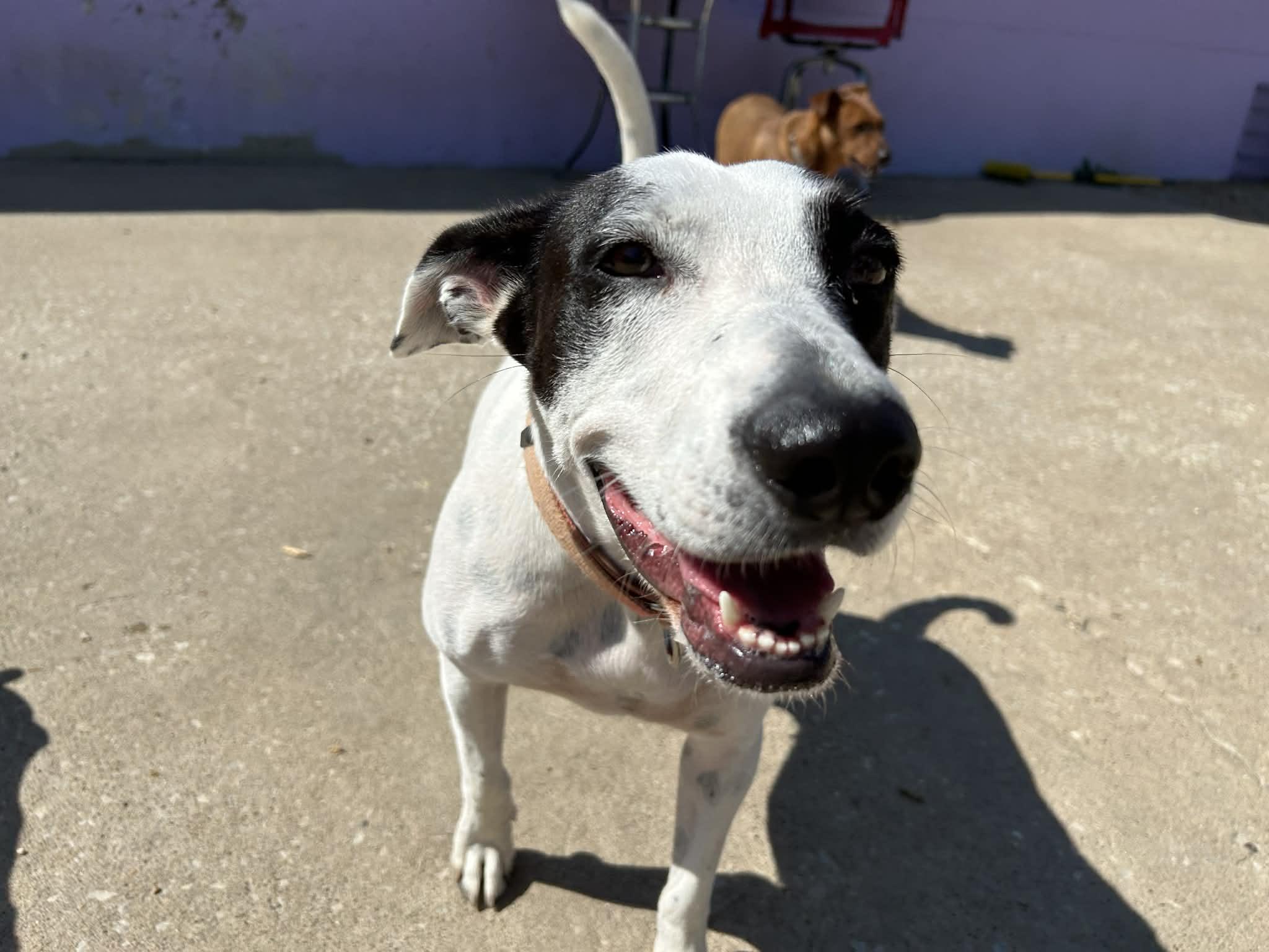 Vangie, a Adoptable mixed breed in Kansas City, MO image 3/6