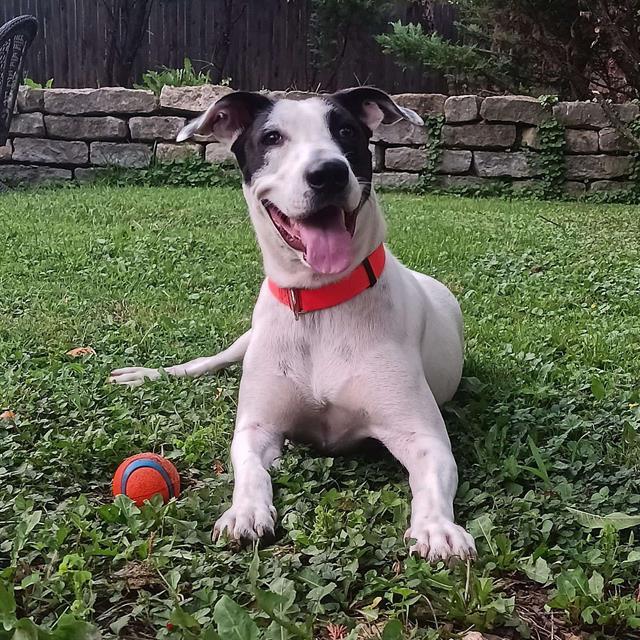 Vangie, a Adoptable mixed breed in Kansas City, MO image 5/6