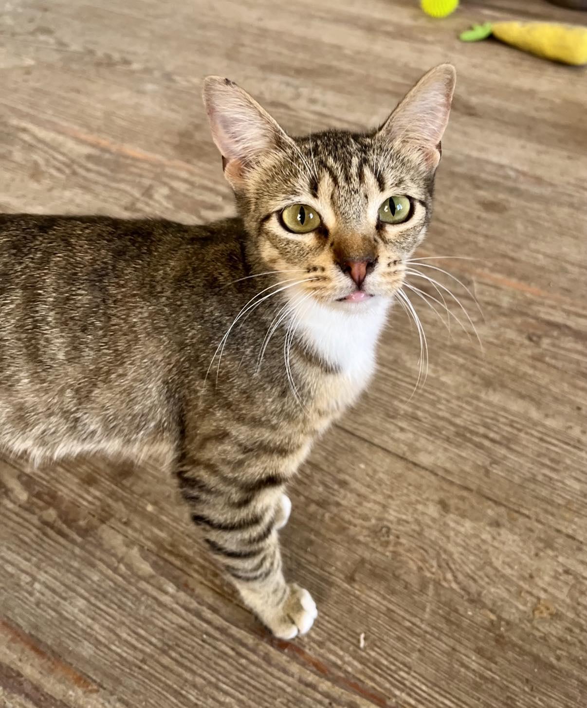 Jamie, Adoptable, Adult Female Domestic Short Hair.