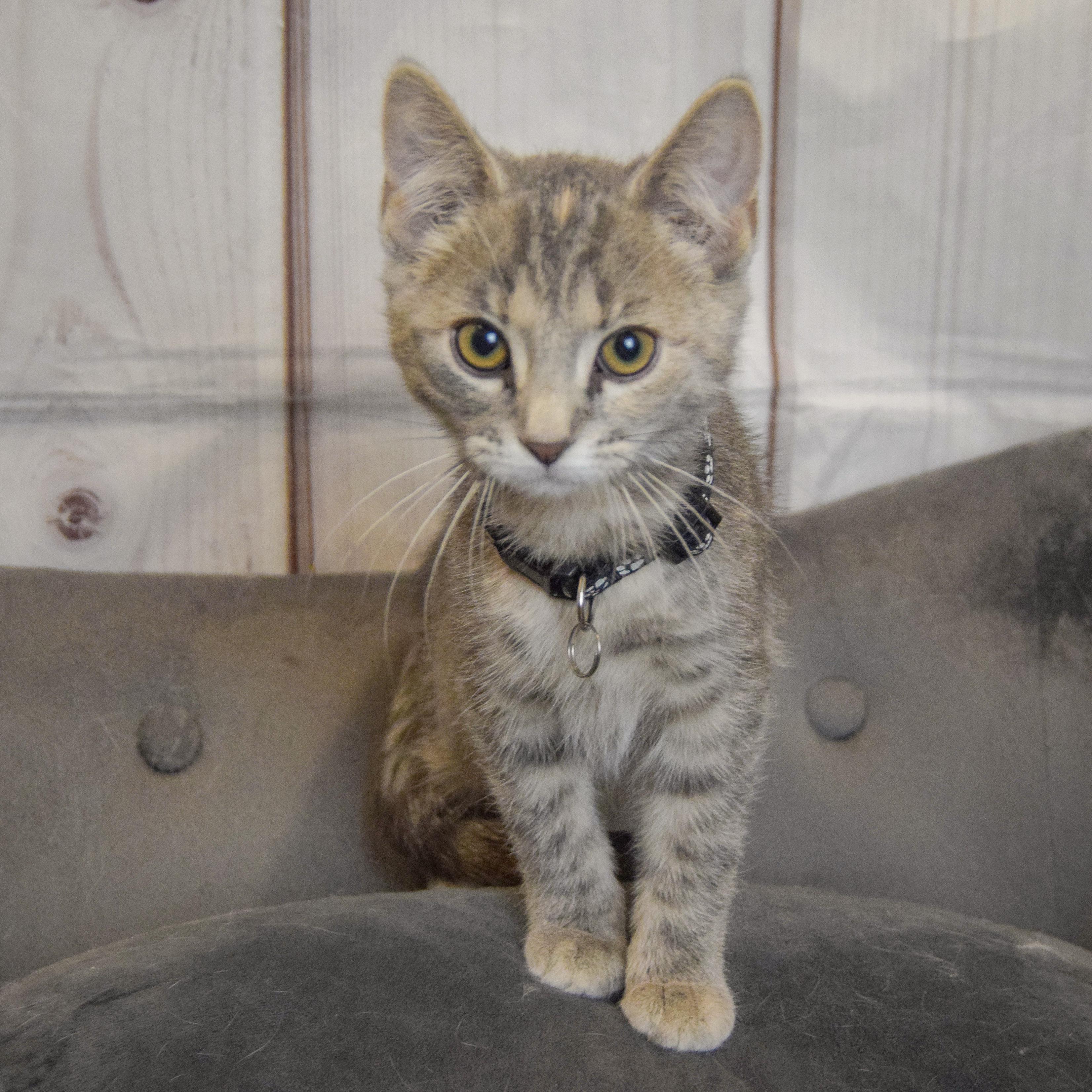 Paris, an adopted mixed breed in Huntley, IL image 4/5