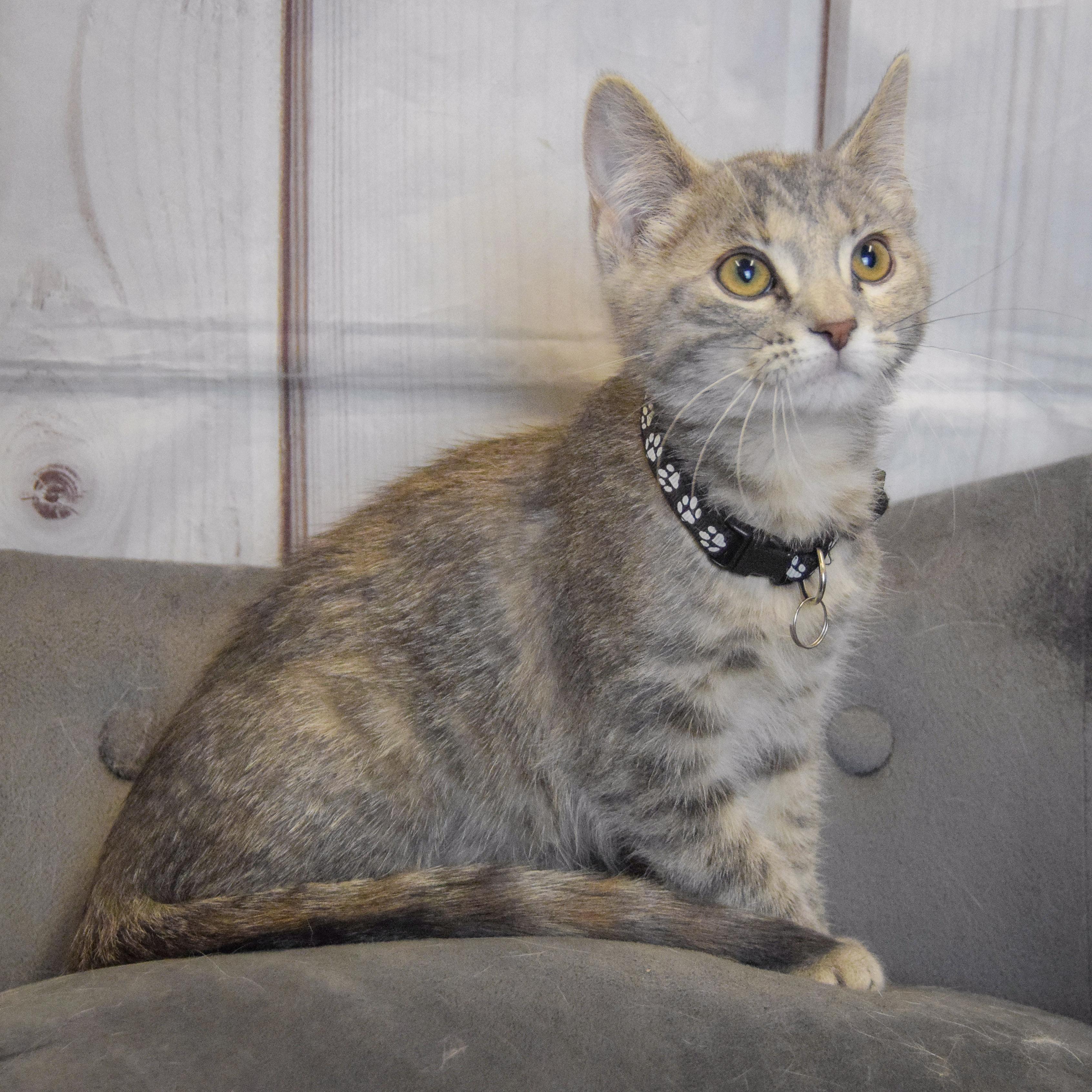 Paris, an adopted mixed breed in Huntley, IL image 3/5
