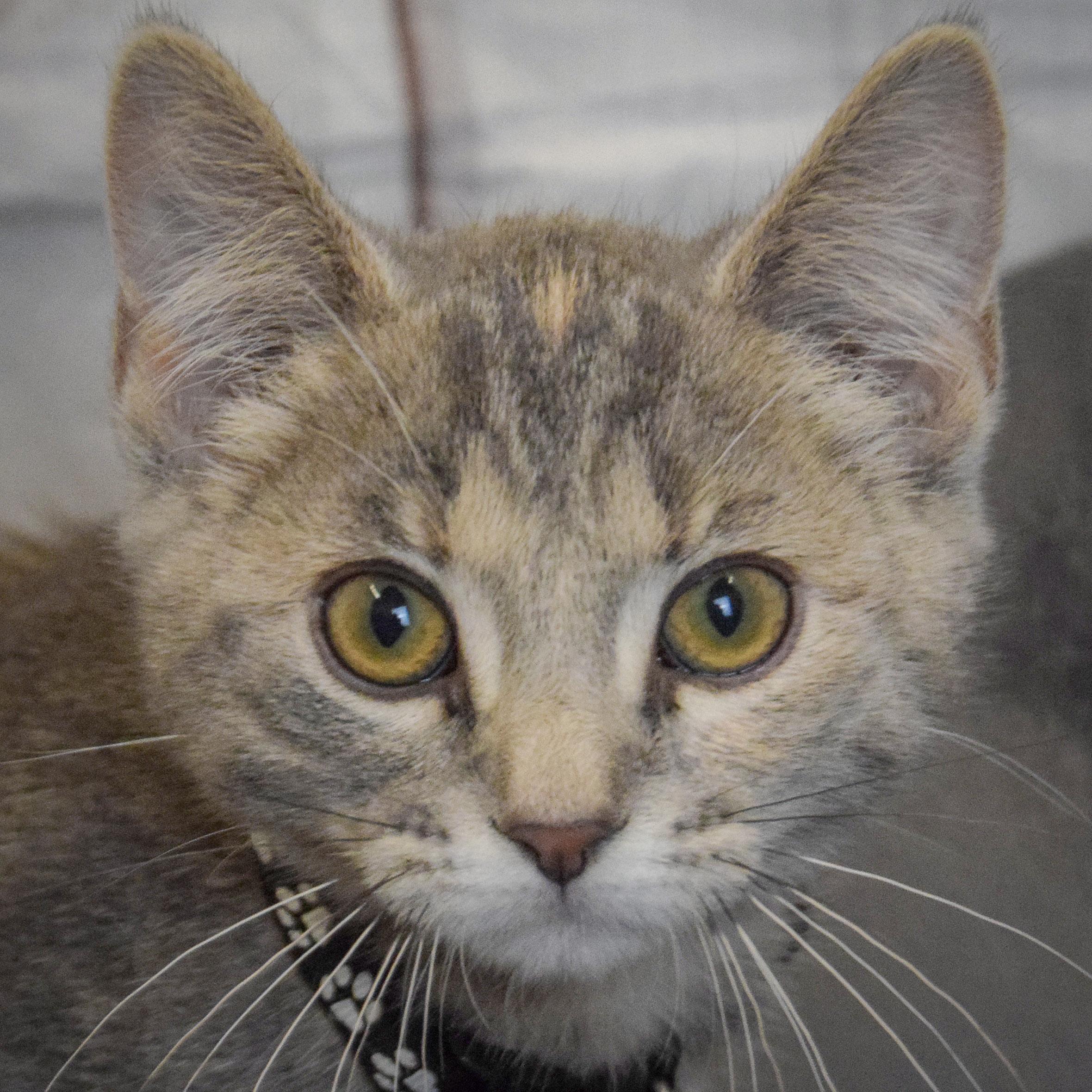 Paris, an adopted mixed breed in Huntley, IL image 1/5