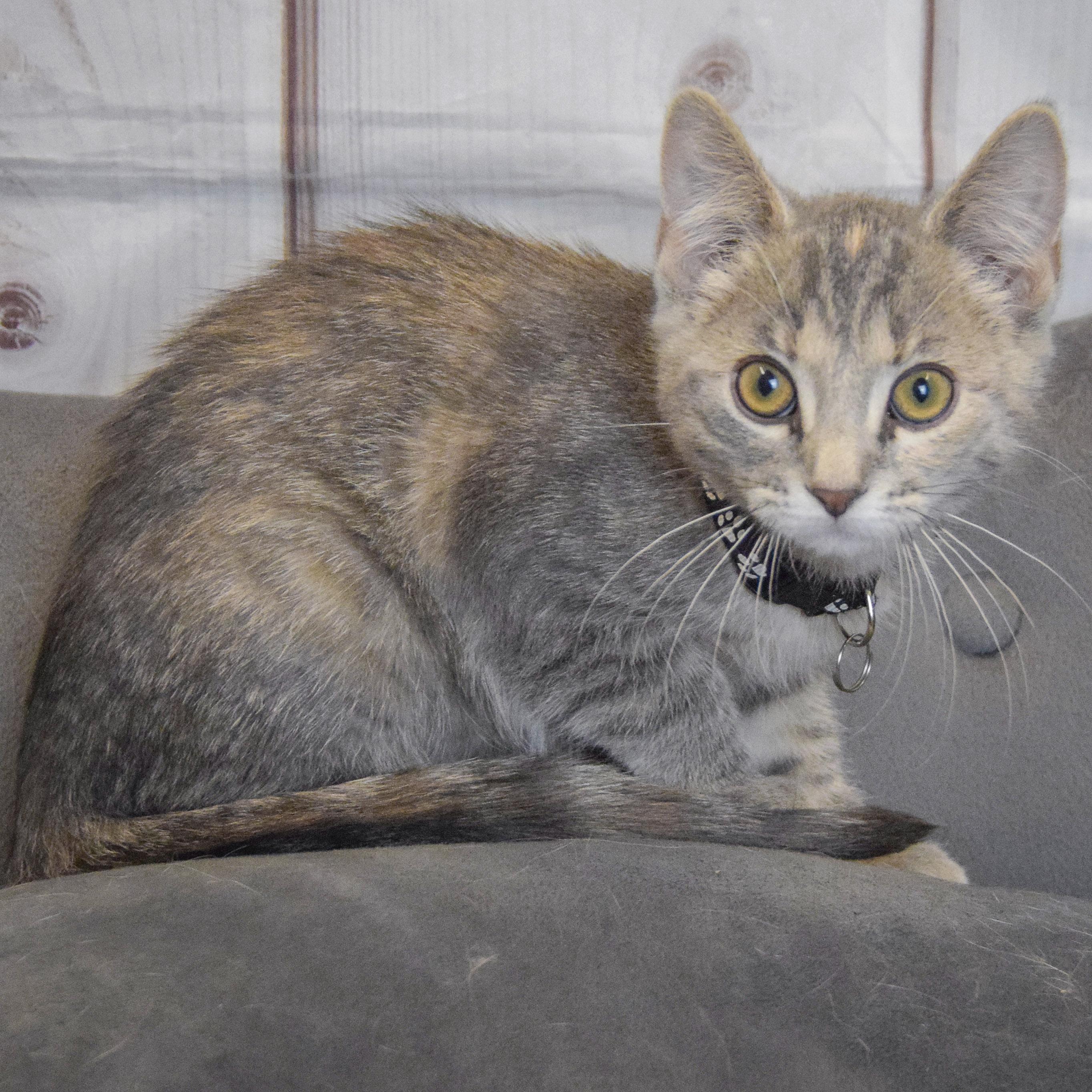 Paris, an adopted mixed breed in Huntley, IL image 2/5