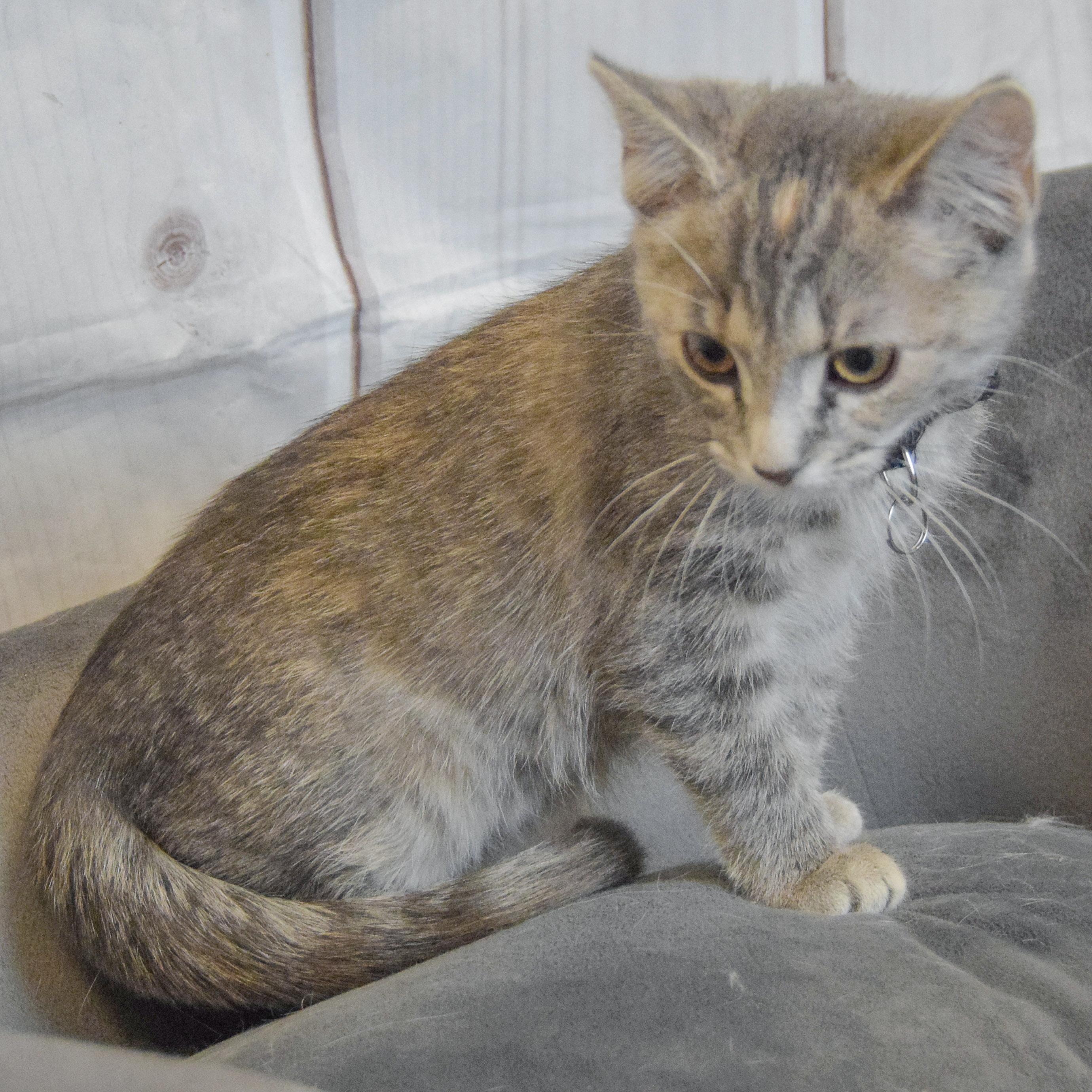 Paris, an adopted mixed breed in Huntley, IL image 5/5
