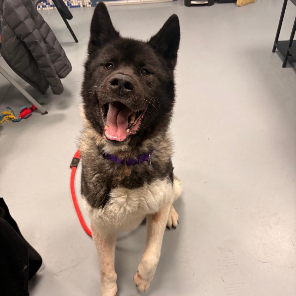 Onyx — thumbnail 2