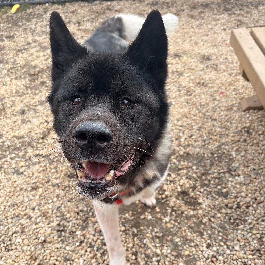 Onyx — thumbnail 4