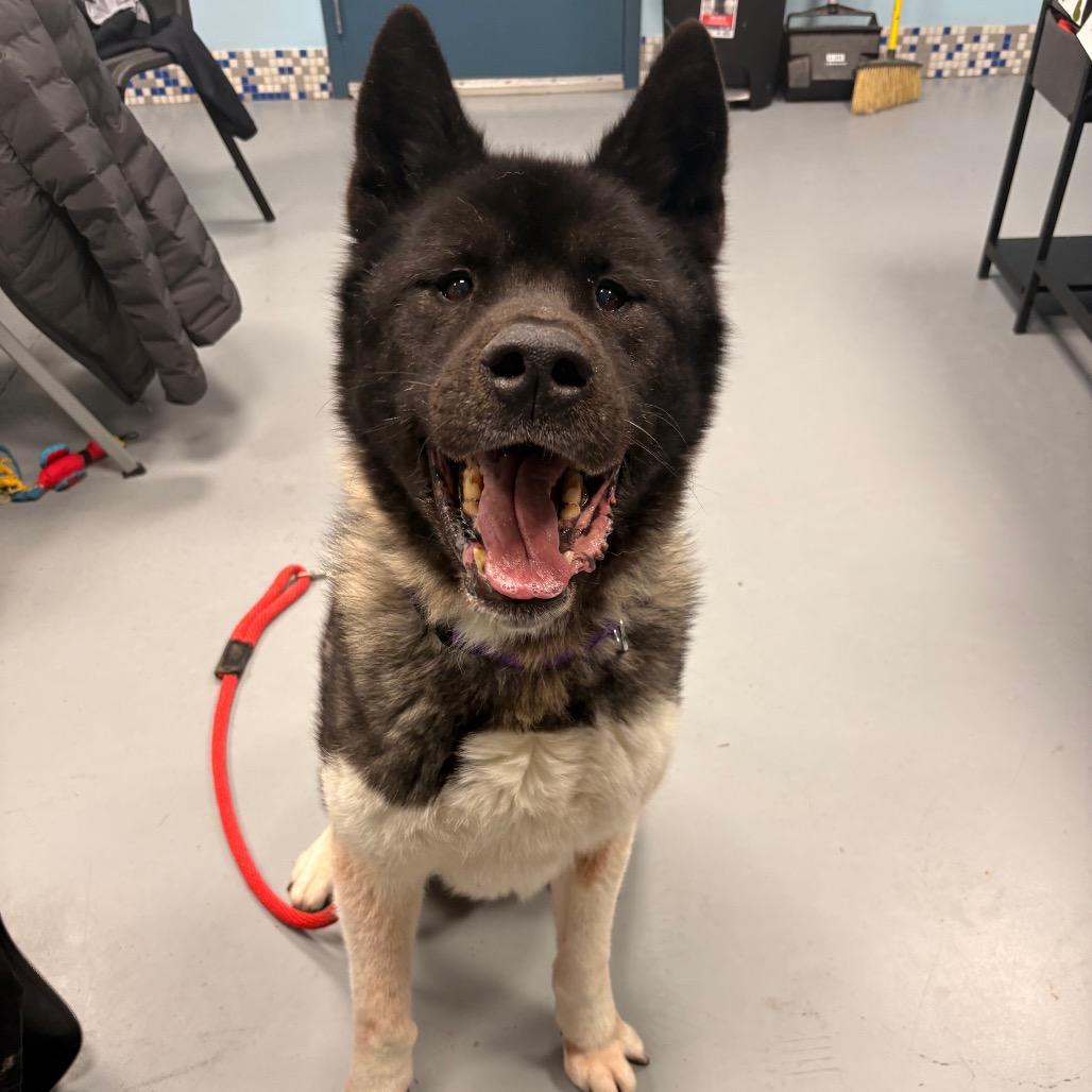 Onyx — thumbnail 6