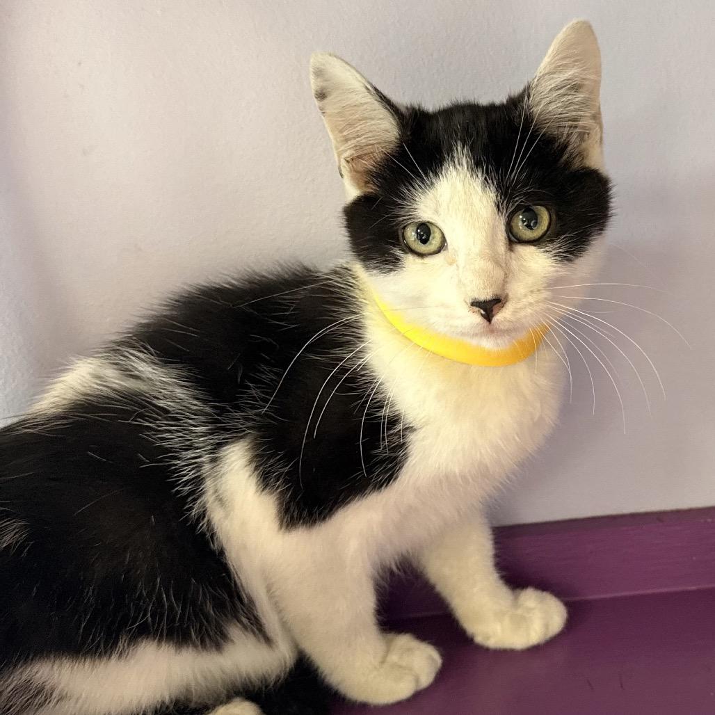 Gala, Adoptable, Kitten Female Domestic Short Hair.