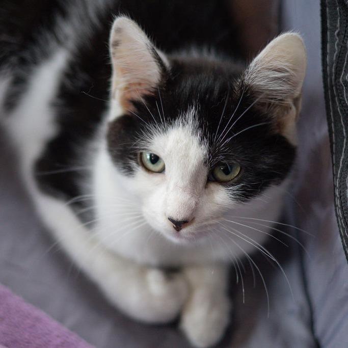 Enlarge Gala, a Adoptable Domestic Short Hair in Brimfield, MA image 2/2